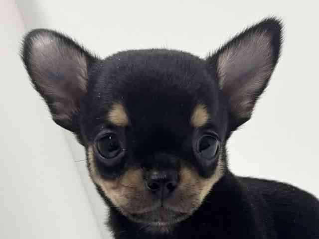 愛知県のチワワ(スムース) (ひごペットフレンドリーららぽーと名古屋みなとアクルス店/2025年9月20日生まれ/男の子/ブラックタン)の子犬の1枚目の画像