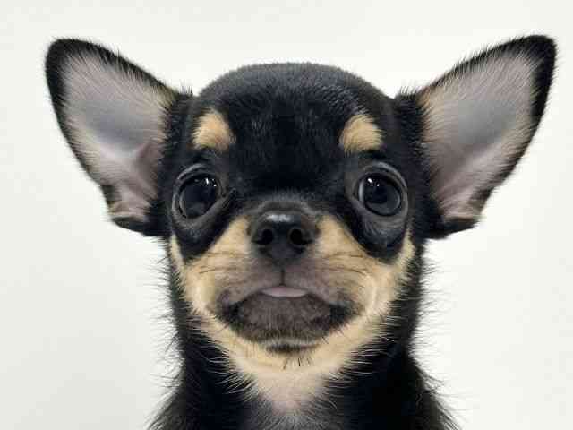 愛知県のチワワ(スムース) (ひごペットフレンドリーららぽーと名古屋みなとアクルス店/2025年9月20日生まれ/男の子/ブラックタン)の子犬の1枚目の画像