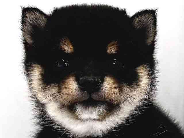 奈良県の柴犬(標準サイズ) (ひごペットフレンドリー奈良パワーシティ店/2025年9月20日生まれ/女の子/黒)の子犬