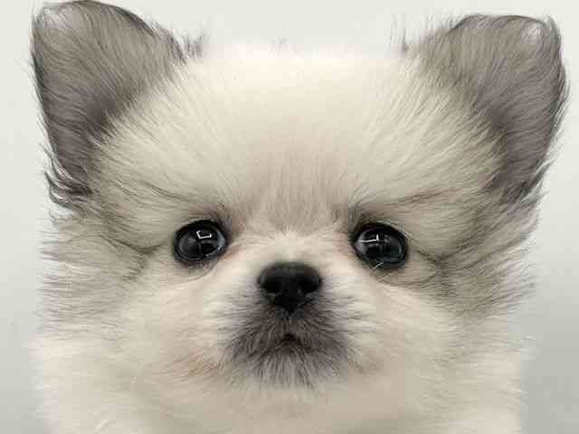 大阪府のポメチワ/チワポメ/ポメチー(ポメラニアン×チワワ) (ひごペットフレンドリーららぽーとEXPOCITY店/2025年9月19日生まれ/男の子/パーティーカラー)の子犬の1枚目の画像