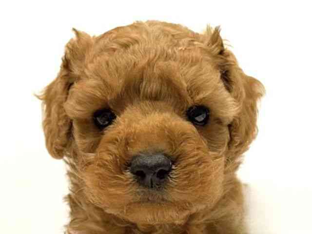 愛知県のトイプードル(トイ) (ひごペットフレンドリーヴィアモール アピタ江南西店/2025年9月20日生まれ/女の子/レッド)の子犬の1枚目の画像