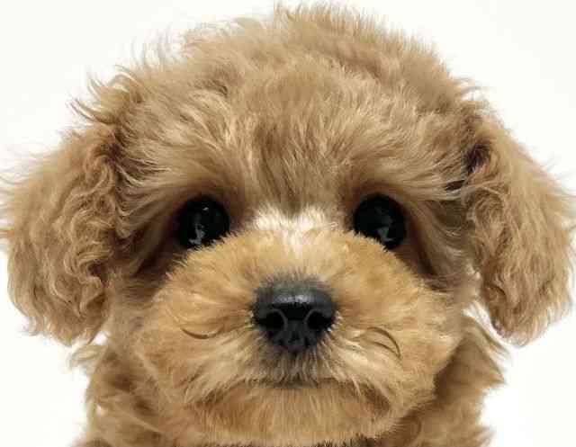 大阪府のトイプードル(トイ) (ひごペットフレンドリーイオン高槻店/2025年9月20日生まれ/女の子/レッド)の子犬の1枚目の画像