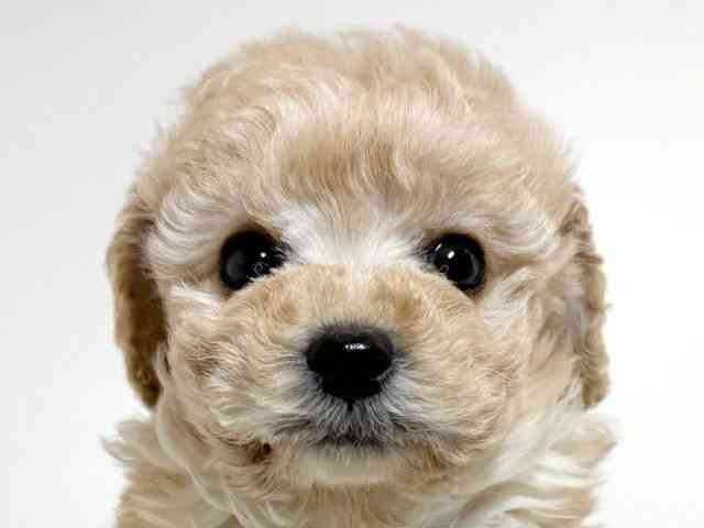 兵庫県のトイプードル(トイ) (ひごペットフレンドリーイトーヨーカドー明石店/2025年9月17日生まれ/男の子/アプリコット)の子犬の1枚目の画像