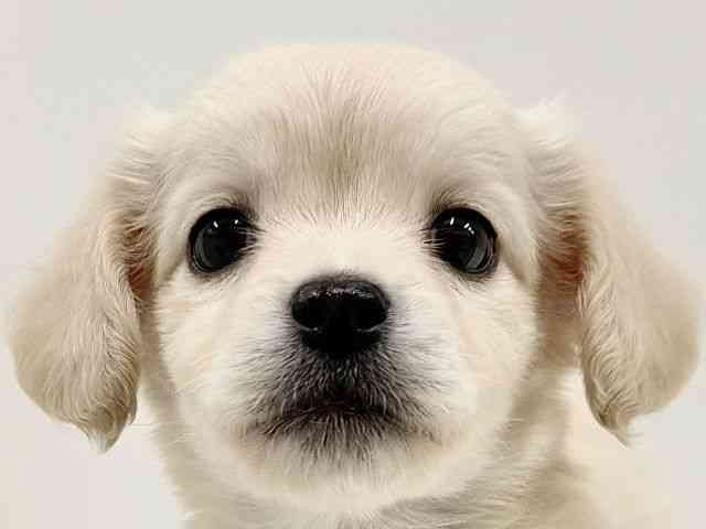 奈良県のチワックス(チワワ×ダックス) (ひごペットフレンドリーイオンモール橿原ウエスト・ビレッジ店/2025年9月16日生まれ/女の子/イエロー)の子犬の1枚目の画像