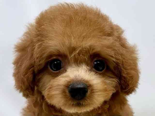 広島県のトイプードル(トイ) (ひごペットフレンドリーゆめタウン廿日市店/2025年9月16日生まれ/女の子/レッド)の子犬の1枚目の画像