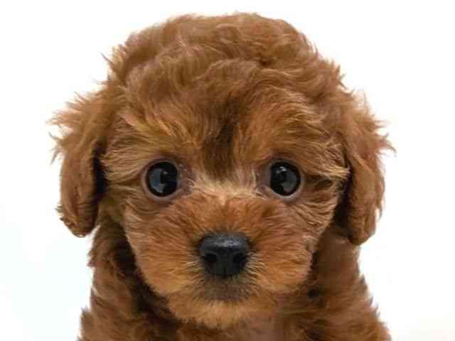 広島県のトイプードル(トイ) (ひごペットフレンドリーゆめタウン廿日市店/2025年9月16日生まれ/女の子/レッド)の子犬の1枚目の画像