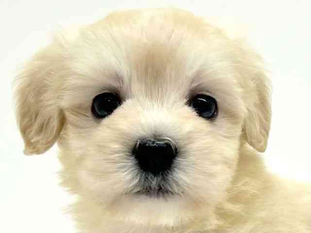 兵庫県のポメプー(ポメラニアン×プードル) (ひごペットフレンドリーブルメールHAT神戸店/2025年9月20日生まれ/女の子/クリーム)の子犬の1枚目の画像