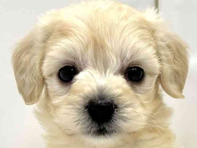 広島県のポメプー(ポメラニアン×プードル) (ひごペットフレンドリーフジグラン神辺店/2025年9月20日生まれ/男の子/クリーム)の子犬の1枚目の画像