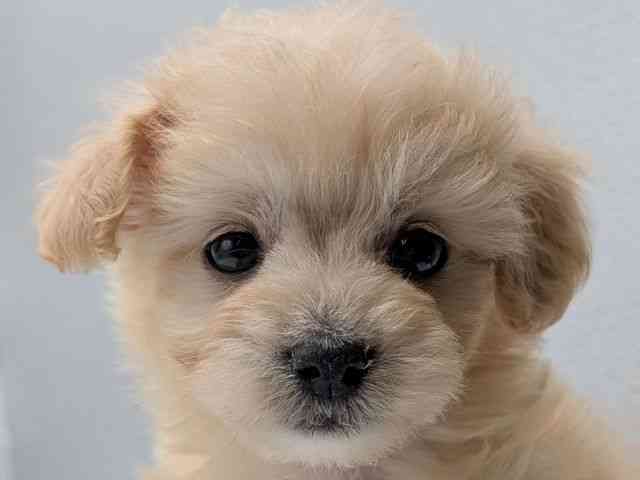 香川県のポメプー(ポメラニアン×プードル) (ひごペットフレンドリーゆめタウン高松店/2025年9月20日生まれ/男の子/クリーム)の子犬の1枚目の画像