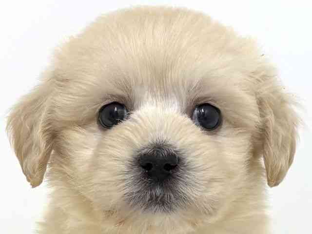 大阪府のポメプー(ポメラニアン×プードル) (ひごペットフレンドリーベルファⅡ都島店/2025年9月20日生まれ/男の子/クリーム)の子犬