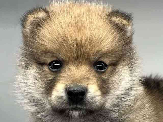 徳島県のポメ柴/豆ポメ/ポメ豆柴(ポメラニアン×柴犬) (ひごペットフレンドリーゆめタウン徳島店/2025年9月19日生まれ/男の子/レッド)の子犬の1枚目の画像