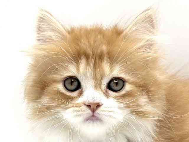 大阪府のミヌエット (ひごペットフレンドリーみのおキューズモール店/2025年9月17日生まれ/女の子/レッドタビーホワイト)の子猫の1枚目の画像