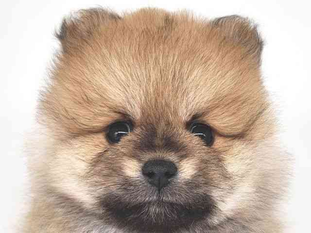 大阪府のポメラニアン (ひごペットフレンドリー泉ヶ丘店/2025年9月20日生まれ/男の子/オレンジ)の子犬の1枚目の画像