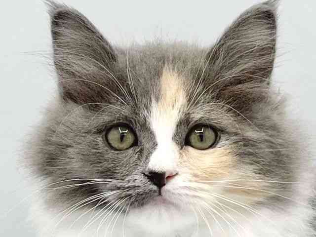 大阪府のサイベリアン (ひごペットフレンドリーイトーヨーカドー津久野店/2025年9月21日生まれ/女の子/ダイリュートキャリコ)の子猫の1枚目の画像