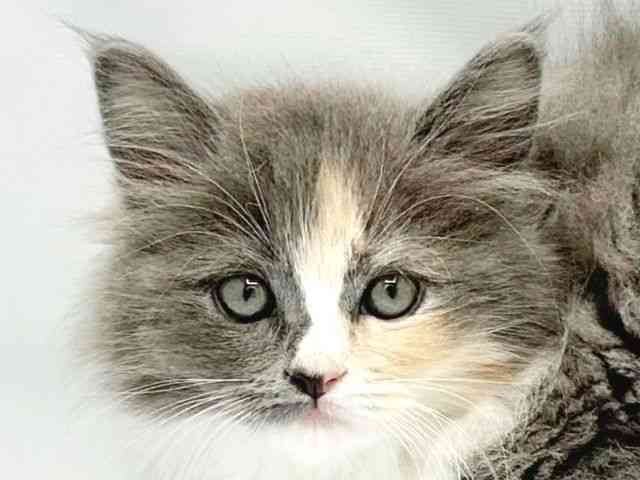 大阪府のサイベリアン (ひごペットフレンドリーイトーヨーカドー津久野店/2025年9月21日生まれ/女の子/ダイリュートキャリコ)の子猫の1枚目の画像