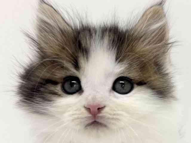 大阪府のミヌエット (ひごペットフレンドリーくずはモール店/2025年9月18日生まれ/男の子/ブラウンタビーホワイト)の子猫の1枚目の画像