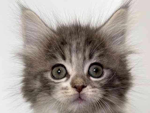 大阪府のラガマフィン (ひごペットフレンドリーアクロスプラザ住之江店/2025年9月21日生まれ/男の子/ブルータビーホワイト)の子猫の1枚目の画像