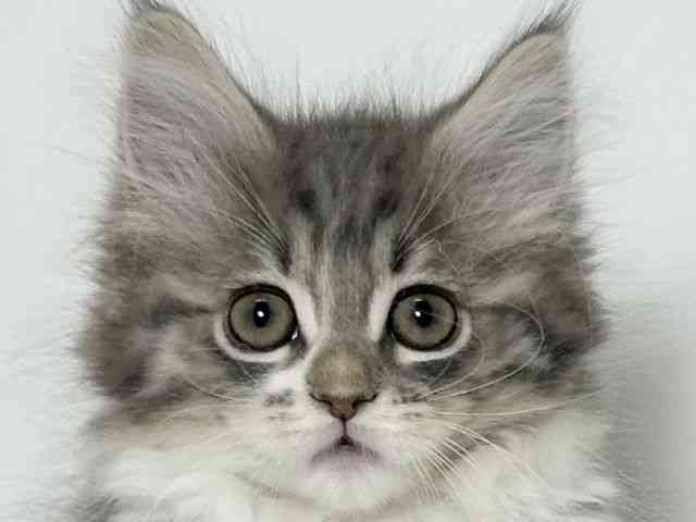 大阪府のラガマフィン (ひごペットフレンドリーアクロスプラザ住之江店/2025年9月21日生まれ/男の子/ブルータビーホワイト)の子猫の1枚目の画像