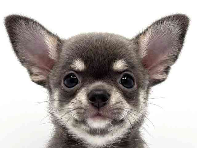 大阪府のチワワ(スムース) (ひごペットフレンドリーみのおキューズモール店/2025年9月20日生まれ/男の子/ブルータンホワイト)の子犬の1枚目の画像