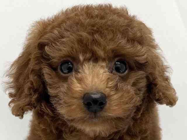 広島県のトイプードル(トイ) (ひごペットフレンドリーフジグラン神辺店/2025年9月21日生まれ/男の子/レッド)の子犬の1枚目の画像