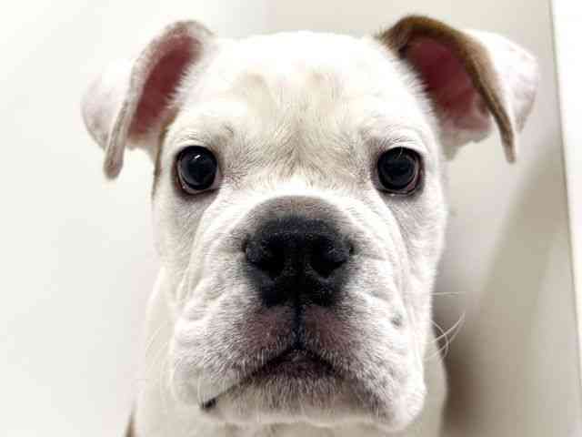 福岡県のブルドッグ (ひごペットフレンドリーリバーウォーク北九州店/2025年9月16日生まれ/男の子/レッドホワイト)の子犬の1枚目の画像