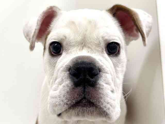 福岡県のブルドッグ (ひごペットフレンドリーリバーウォーク北九州店/2025年9月16日生まれ/男の子/レッドホワイト)の子犬の1枚目の画像