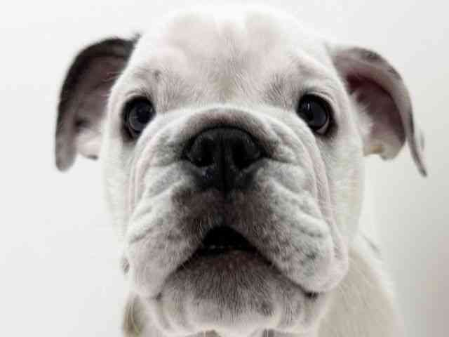 大阪府のブルドッグ (ひごペットフレンドリーくずはモール店/2025年9月16日生まれ/男の子/レッドホワイト)の子犬の1枚目の画像