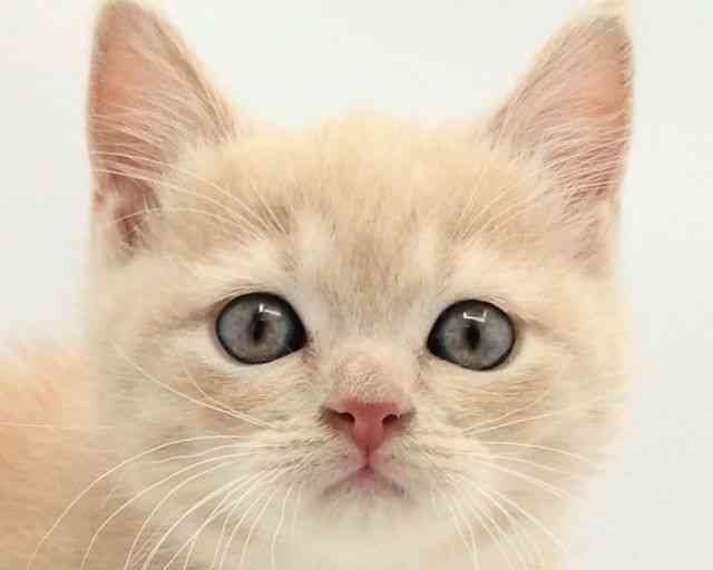 兵庫県のブリティッシュショートヘアー (ひごペットフレンドリークラウンパーク伊丹店/2025年9月19日生まれ/男の子/クリーム)の子猫の1枚目の画像