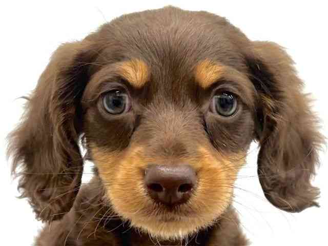 大阪府のミニチュアダックスフンド(ロング) (ひごペットフレンドリーイオンタウン茨木太田店/2025年9月20日生まれ/男の子/チョコレートタン)の子犬の1枚目の画像