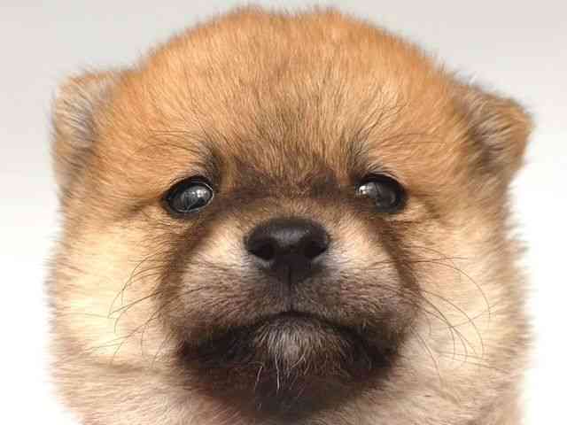 広島県の柴プー/豆プー/マメプー(柴犬×トイプードル) (ひごペットフレンドリーフジグラン神辺店/2025年9月16日生まれ/男の子/赤)の子犬の1枚目の画像