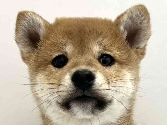 京都府の柴犬(標準サイズ) (ひごペットフレンドリー京都店/2025年9月20日生まれ/男の子/赤)の子犬の1枚目の画像