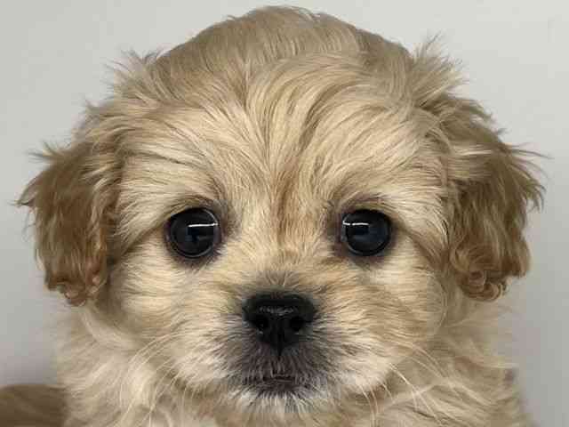 徳島県のペキプー(ペキニーズ×プードル) (ひごペットフレンドリーゆめタウン徳島店/2025年9月20日生まれ/男の子/クリーム)の子犬の1枚目の画像