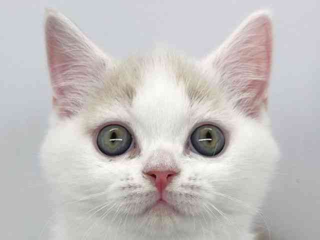 兵庫県のマンチカン (ひごペットフレンドリーイオンタウン加古川店/2025年9月18日生まれ/女の子/クリームタビーホワイト)の子猫の1枚目の画像