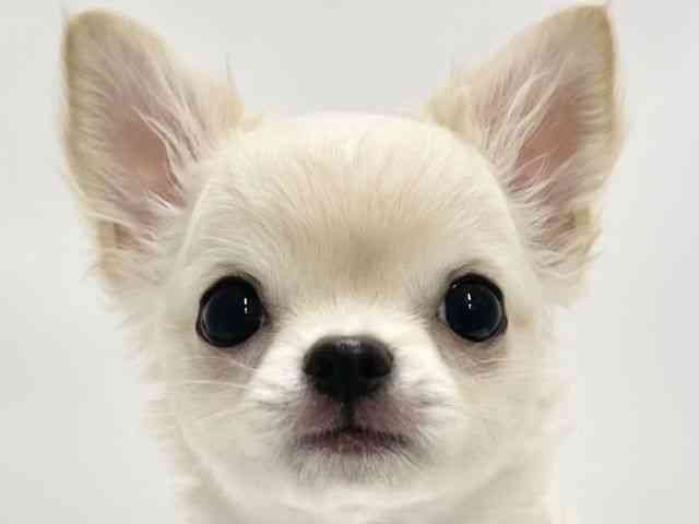 高知県のチワワ(ロング) (ひごペットフレンドリーイオンモール高知店/2025年9月21日生まれ/女の子/クリーム)の子犬の1枚目の画像