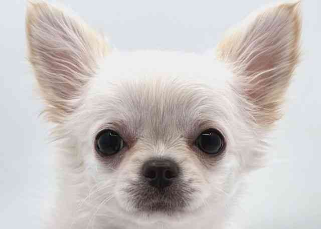 島根県のチワワ(ロング) (ひごペットフレンドリーイオン松江ショッピングセンター店/2025年9月20日生まれ/女の子/クリーム)の子犬の1枚目の画像