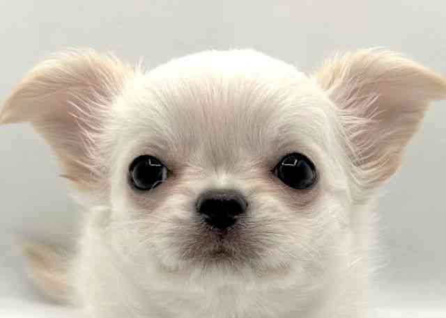 島根県のチワワ(ロング) (ひごペットフレンドリーイオン松江ショッピングセンター店/2025年9月20日生まれ/女の子/クリーム)の子犬の1枚目の画像