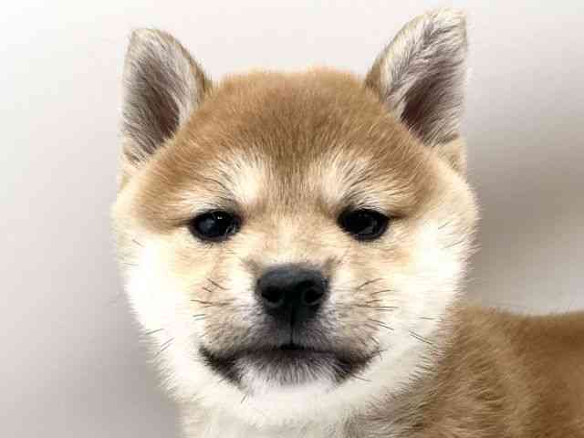 京都府の柴犬(標準サイズ) (ひごペットフレンドリーイオンモール高の原店/2025年9月21日生まれ/女の子/赤)の子犬の1枚目の画像