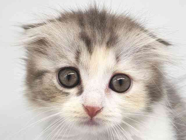 大阪府のスコティッシュフォールド (ひごペットフレンドリー泉ヶ丘店/2025年9月19日生まれ/女の子/ブルーパッチドタビ－＆ホワイト)の子猫の1枚目の画像