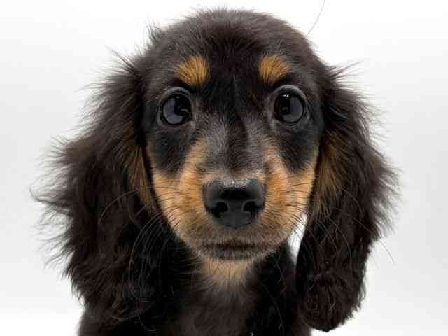 奈良県のミニチュアダックスフンド(ロング) (ひごペットフレンドリー田原本店/2025年9月17日生まれ/女の子/ブラックタン)の子犬の1枚目の画像