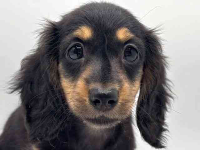 奈良県のミニチュアダックスフンド(ロング) (ひごペットフレンドリー田原本店/2025年9月17日生まれ/女の子/ブラックタン)の子犬の1枚目の画像