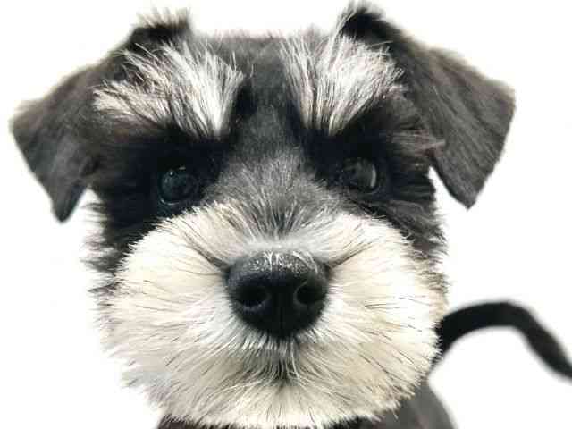 大阪府のミニチュアシュナウザー (ひごペットフレンドリーイオン高槻店/2025年9月20日生まれ/女の子/ブラックシルバー)の子犬の1枚目の画像