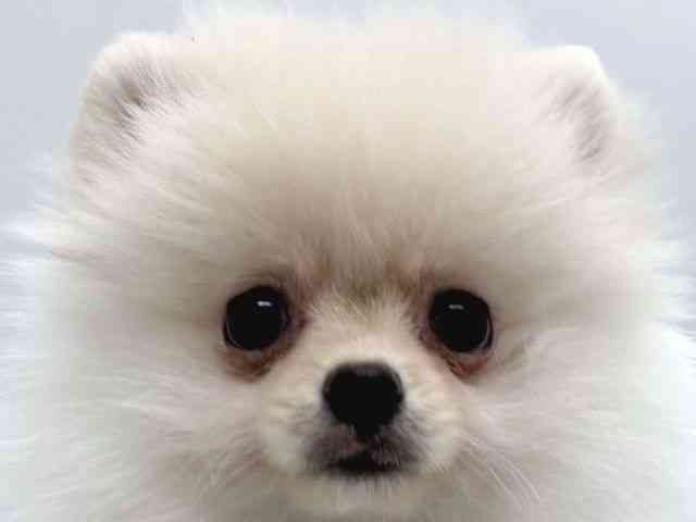 京都府のポメラニアン (ひごペットフレンドリー京都店/2025年9月20日生まれ/女の子/クリーム)の子犬の1枚目の画像