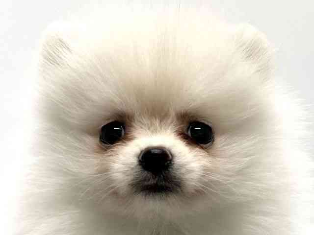 京都府のポメラニアン (ひごペットフレンドリー京都店/2025年9月20日生まれ/女の子/クリーム)の子犬の1枚目の画像