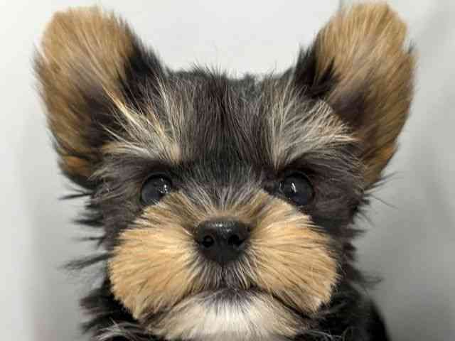 高知県のヨークシャーテリア (ひごペットフレンドリーイオンモール高知店/2025年9月20日生まれ/男の子/スチールブルータン)の子犬の1枚目の画像