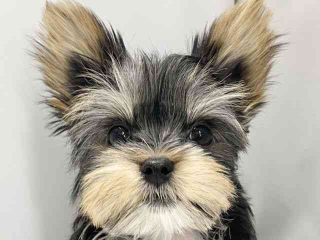 高知県のヨークシャーテリア (ひごペットフレンドリーイオンモール高知店/2025年9月20日生まれ/男の子/スチールブルータン)の子犬の1枚目の画像