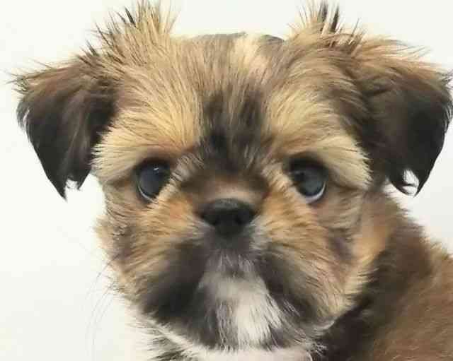 兵庫県のチワズー/チワシーズ(チワワ×シーズー) (ひごペットフレンドリークラウンパーク伊丹店/2025年9月21日生まれ/女の子/フォーン)の子犬の1枚目の画像