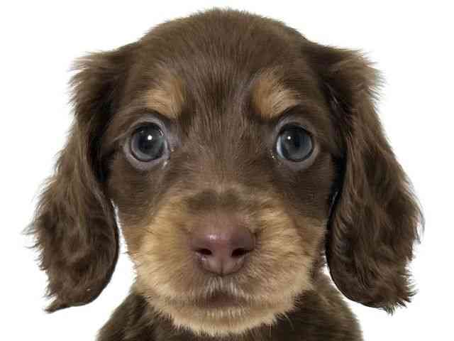 大阪府のミニチュアダックスフンド(ロング) (ひごペットフレンドリーアクロスプラザ住之江店/2025年9月20日生まれ/女の子/チョコレートタン)の子犬の1枚目の画像