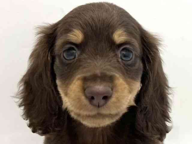 京都府のミニチュアダックスフンド(ロング) (ひごペットフレンドリー京都店/2025年9月20日生まれ/女の子/チョコレートタン)の子犬の1枚目の画像