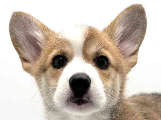 大阪府のウェルシュコーギーペンブローク (ひごペットフレンドリーみのおキューズモール店/2025年9月15日生まれ/女の子/セーブルホワイト)の子犬