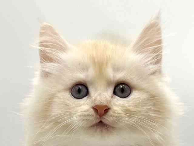 愛知県のミヌエット (ひごペットフレンドリーヴィアモール アピタ江南西店/2025年9月21日生まれ/男の子/クリームタビーホワイト)の子猫